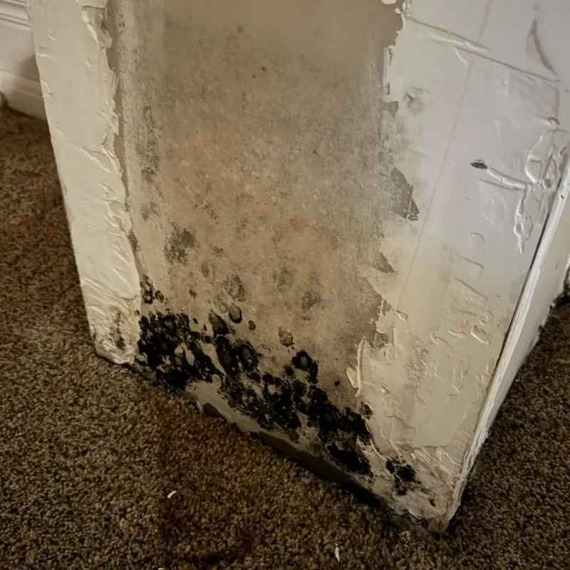 Professional Mold Removal in San Pablo, CA